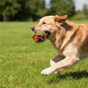 Ferribiella – Balle Fuxtreme En Tpr pour Chien, Stimulation et Jeu Intensif – Taille Unique – Ø8 cm – Multicolore