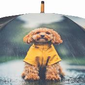 Parapluie Long - Poignée Recyclable - Poignée en bois - Motif Chiens Imperméables
