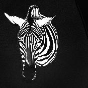 Parapluie droit avec ouverture automatique - Aspect changeant au contact de l'eau de pluie - Noir avec zebra